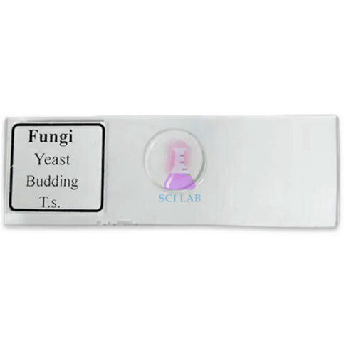 Fungal Yeast Reproduction Prepared Slide